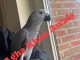 perroquet gris du Gabon à vendre 