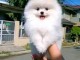 chiots spitz nain disponible a donner 