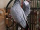 Couple perroquet gris du Gabon disponible 