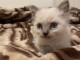 Chaton sacré brimanie a donner 