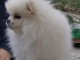 chiots spitz allemand a donner mâle 