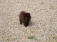 Bébé chiot spitz allemand 