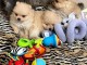 Bébé chiot spitz allemand race pure 