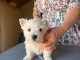 Je donne chiot disponible 