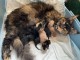 Chaton Maine coon adorable 