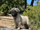 Magnifique chiot carlin disponible 