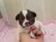 adopter chiot chihuahua 