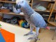Perroquet gris du Gabon disponible de suite 