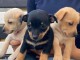 Adoption chiot chihuahua 