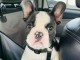 Chiots bouledogue français à adopter 