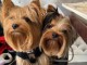 Distance chiot Yorkshire 