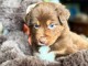Adoption chiot Yorkshire 