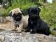 Je donne chiot carlin disponible 