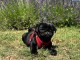 Dons chiot carlin disponible 