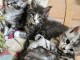 Dons chatons maine coon 