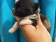 Bébé chiot chihuahua mâle disponible 