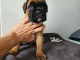 Chiots boxer a donner 