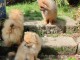 Bébé chiot spitz allemand a vendre 