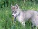 Je donne chiot husky sibérien 