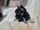 Adoption chiot chihuahua disponible 