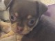 Chiots chihuahua disponible 