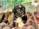Chiots berger australien disponible 