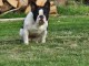 Adoption chiot bouledogue français 