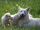 Chiots berger blanc suisse à donner 