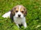 Je donne chiot beagle disponible 