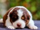 Bébé chiot berger australien disponible 