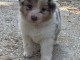 Bébé chiot berger australien disponible 