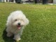je donne chiot bichon 