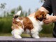 chiots Shih Tzu à donner 