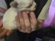 adoption chiot chihuahua femelle et mâle 
