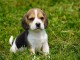 chiots beagle disponible 