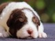 chiots berger australien disponible 