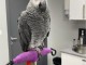 je donne perroquet gris du Gabon disponible 