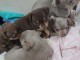 chiots chihuahua à adopter 