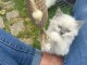 chaton sacré brimanie a donner 