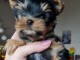 chiots Yorkshire à adopter 