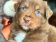 chiots berger australien lof à donner 