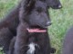 chiots belge belge à donner 