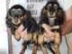bébé chiot teckel a donner 