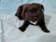 Chiots staffie à adopter 