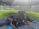 Chiots dorberman a donner 