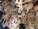 Chiots dalmatien à donner 