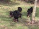 chiots berger allemand lof à donner 