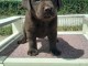 Chiots labrador retriever mâle a donner 