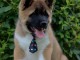  Akita Américain Chiots