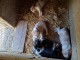 A réserver chiots épagneul breton LOF – Tricolore noir et orange